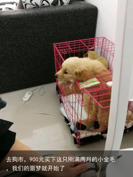 去狗市，900元买下这只刚满两月的小金毛，我们的噩梦就开始了