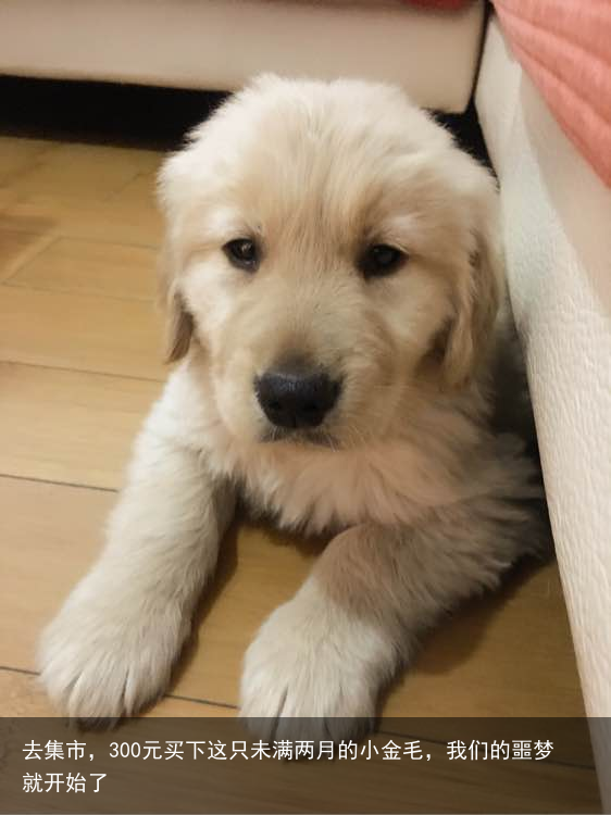 去集市，300元买下这只未满两月的小金毛，我们的噩梦就开始了