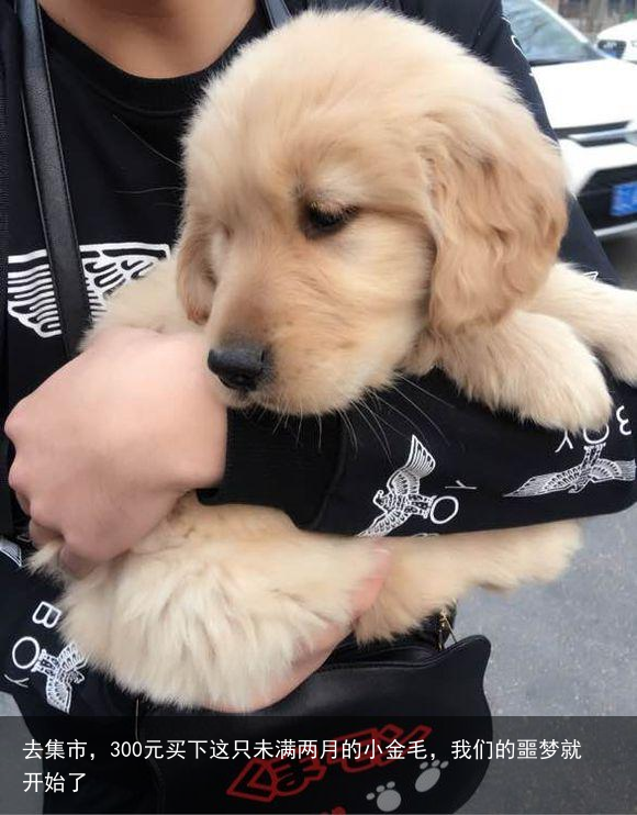 去集市，300元买下这只未满两月的小金毛，我们的噩梦就开始了