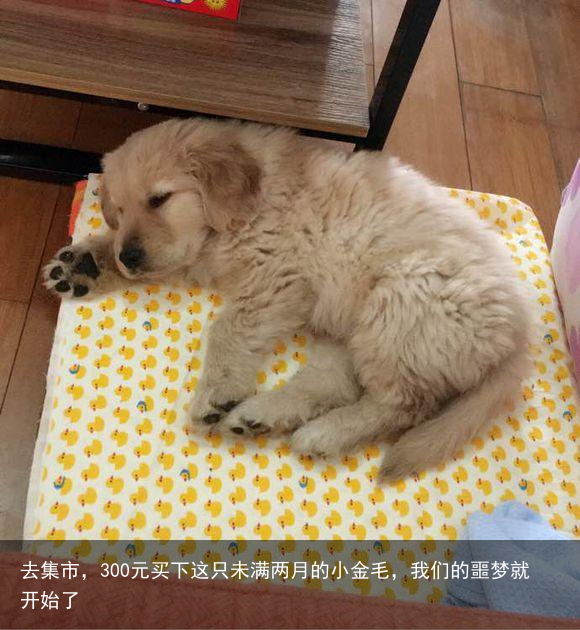 去集市，300元买下这只未满两月的小金毛，我们的噩梦就开始了