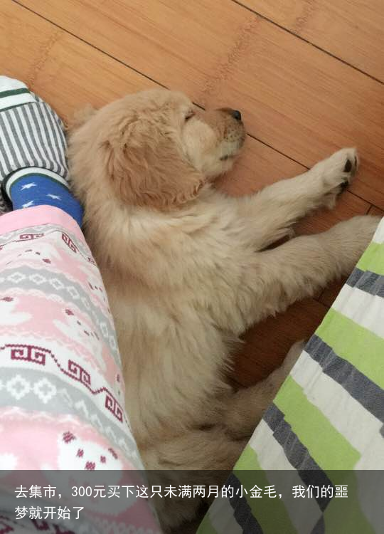 去集市，300元买下这只未满两月的小金毛，我们的噩梦就开始了