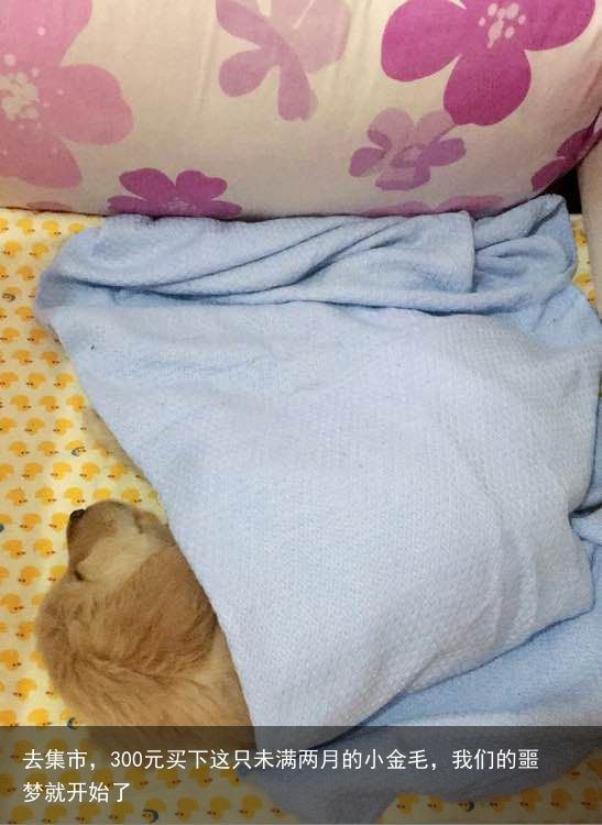 去集市，300元买下这只未满两月的小金毛，我们的噩梦就开始了