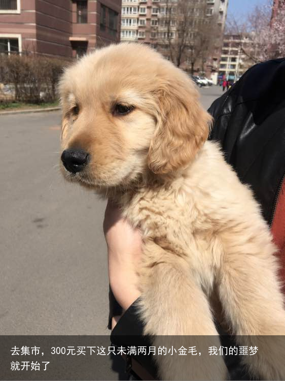 去集市，300元买下这只未满两月的小金毛，我们的噩梦就开始了