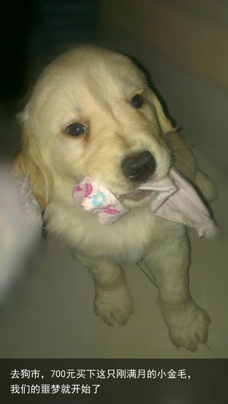 去狗市，700元买下这只刚满月的小金毛，我们的噩梦就开始了