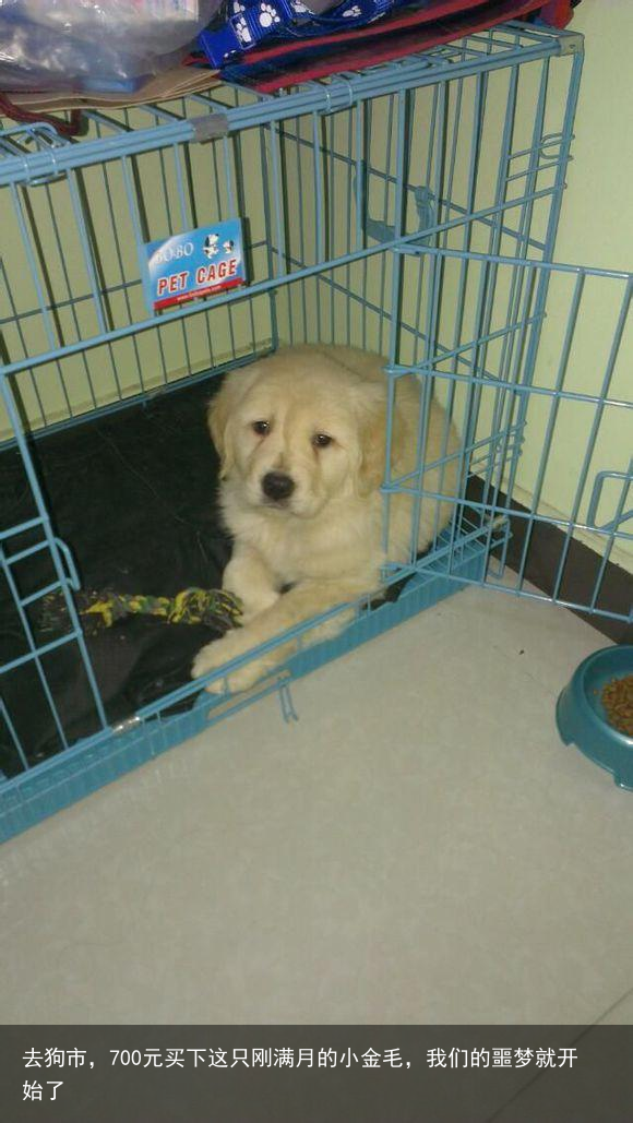 去狗市，700元买下这只刚满月的小金毛，我们的噩梦就开始了