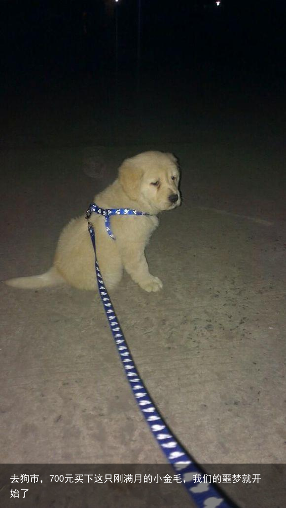 去狗市，700元买下这只刚满月的小金毛，我们的噩梦就开始了