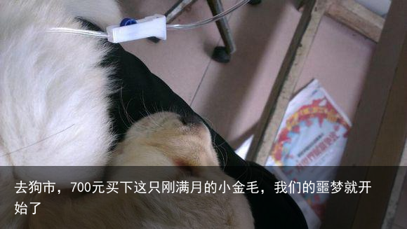 去狗市，700元买下这只刚满月的小金毛，我们的噩梦就开始了