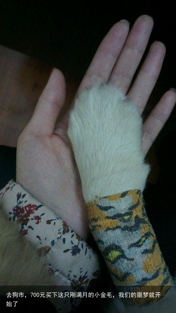 去狗市，700元买下这只刚满月的小金毛，我们的噩梦就开始了