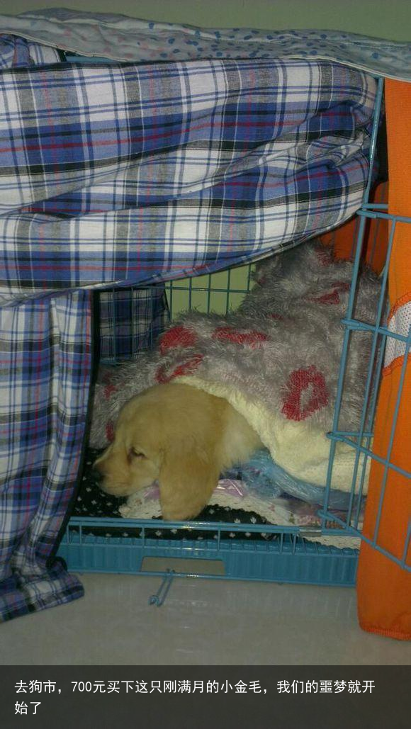 去狗市，700元买下这只刚满月的小金毛，我们的噩梦就开始了