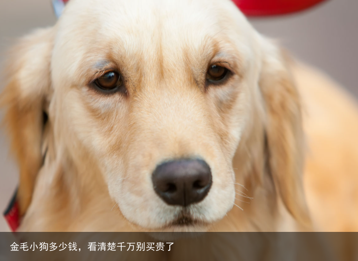 金毛小狗多少钱，看清楚千万别买贵了
