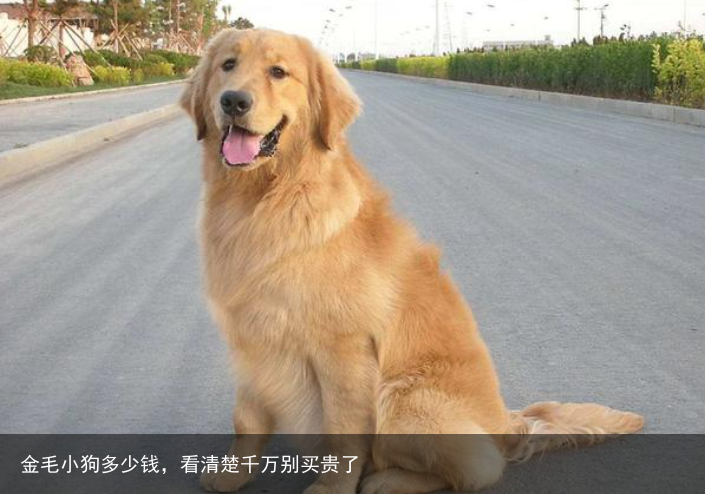 金毛小狗多少钱，看清楚千万别买贵了