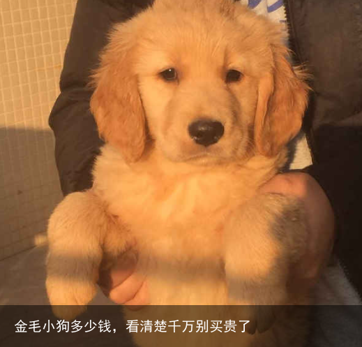 金毛小狗多少钱，看清楚千万别买贵了