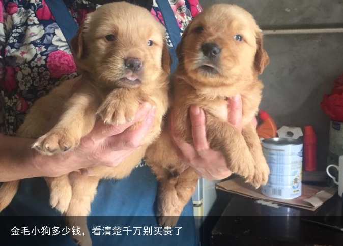 金毛小狗多少钱，看清楚千万别买贵了