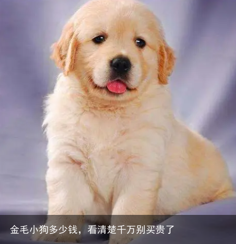 金毛小狗多少钱，看清楚千万别买贵了