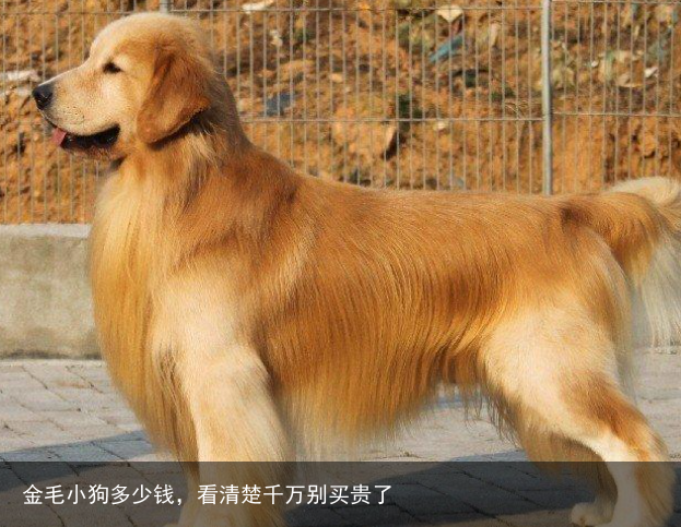 金毛小狗多少钱，看清楚千万别买贵了
