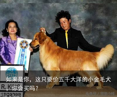 如果是你，这只要价五千大洋的小金毛犬，你会买吗？