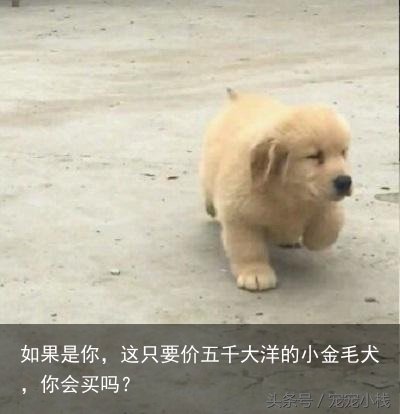 如果是你，这只要价五千大洋的小金毛犬，你会买吗？