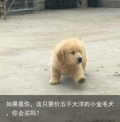 如果是你，这只要价五千大洋的小金毛犬，你会买吗？