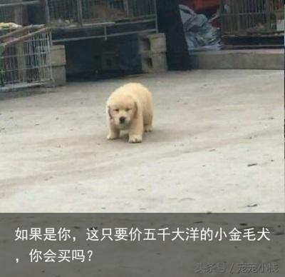 如果是你，这只要价五千大洋的小金毛犬，你会买吗？