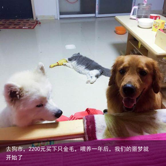 去狗市，2200元买下只金毛，喂养一年后，我们的噩梦就开始了