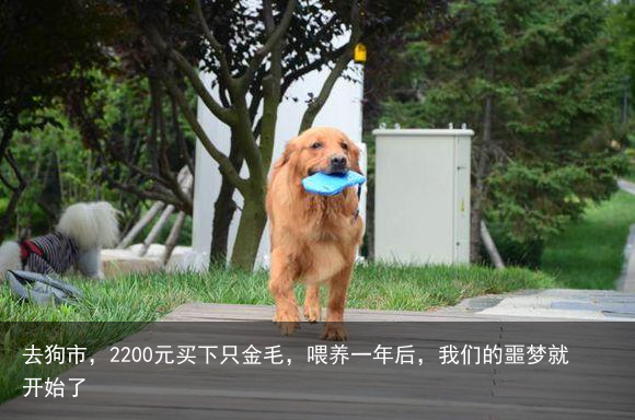 去狗市，2200元买下只金毛，喂养一年后，我们的噩梦就开始了