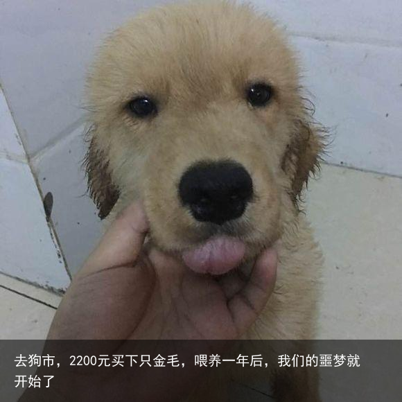 去狗市，2200元买下只金毛，喂养一年后，我们的噩梦就开始了