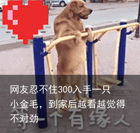 网友忍不住300入手一只小金毛，到家后越看越觉得不对劲