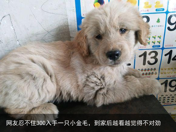 网友忍不住300入手一只小金毛，到家后越看越觉得不对劲