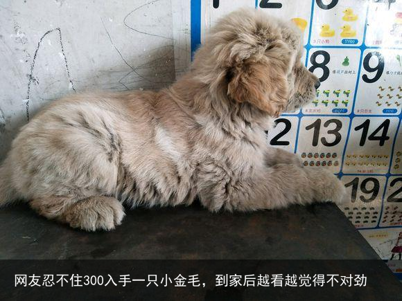 网友忍不住300入手一只小金毛，到家后越看越觉得不对劲