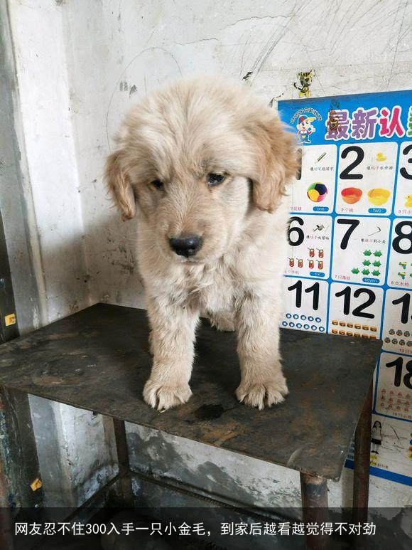 网友忍不住300入手一只小金毛，到家后越看越觉得不对劲