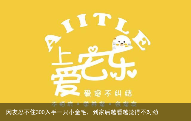 网友忍不住300入手一只小金毛，到家后越看越觉得不对劲