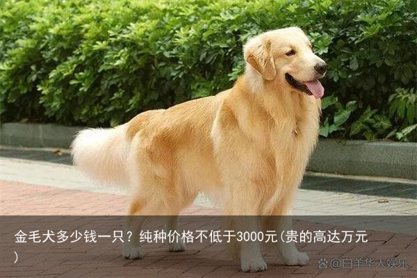 金毛犬多少钱一只？纯种价格不低于3000元(贵的高达万元)