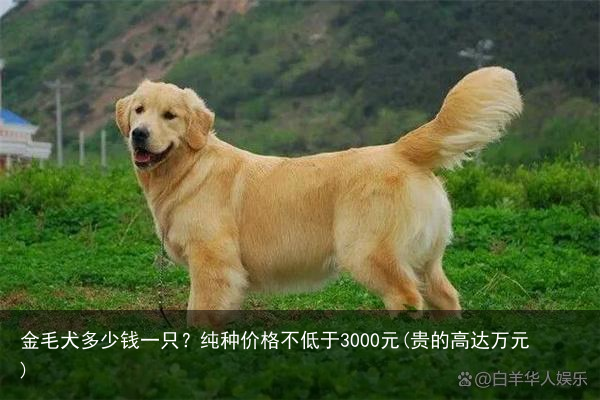 金毛犬多少钱一只？纯种价格不低于3000元(贵的高达万元)