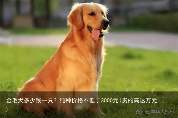 金毛犬多少钱一只？纯种价格不低于3000元(贵的高达万元)