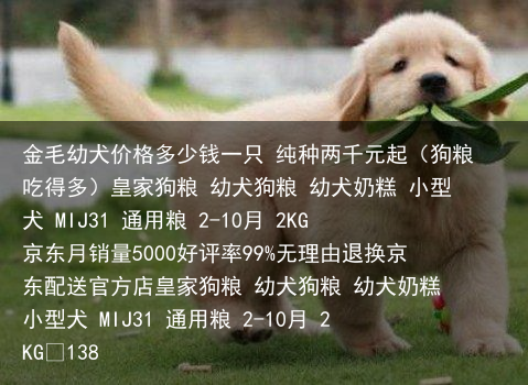 金毛幼犬价格多少钱一只 纯种两千元起