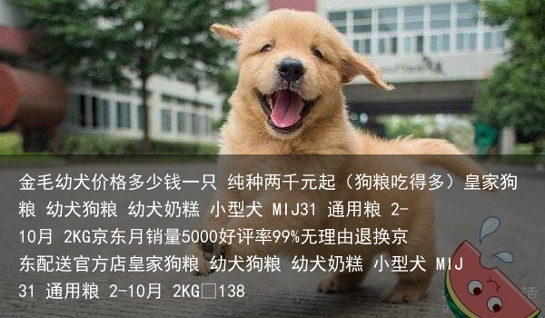 金毛幼犬价格多少钱一只 纯种两千元起