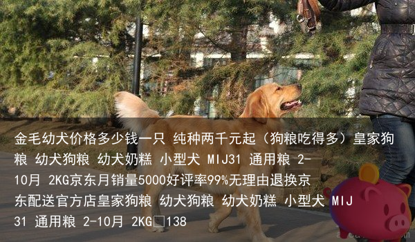 金毛幼犬价格多少钱一只 纯种两千元起