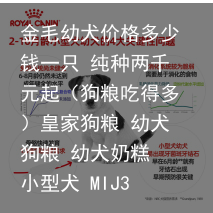 金毛幼犬价格多少钱一只 纯种两千元起