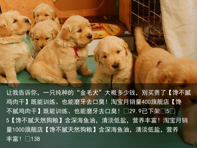 让我告诉你，一只纯种的“金毛犬”大概多少钱，别买贵了