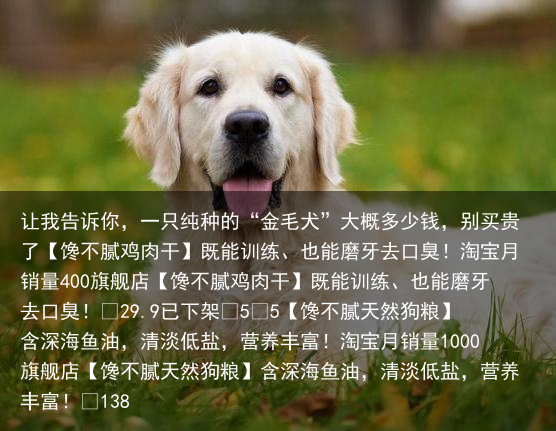 让我告诉你，一只纯种的“金毛犬”大概多少钱，别买贵了