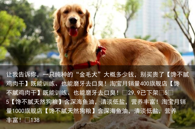 让我告诉你，一只纯种的“金毛犬”大概多少钱，别买贵了