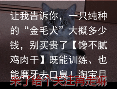 让我告诉你，一只纯种的“金毛犬”大概多少钱，别买贵了