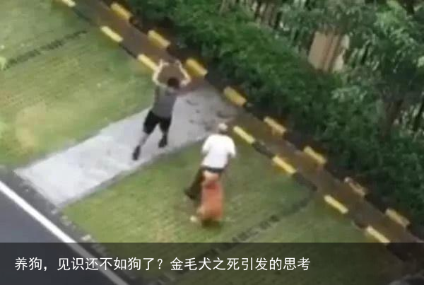 养狗，见识还不如狗了？金毛犬之死引发的思考