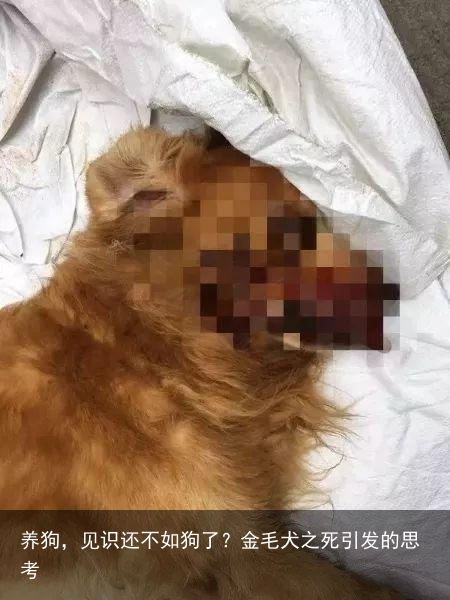 养狗，见识还不如狗了？金毛犬之死引发的思考