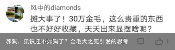 养狗，见识还不如狗了？金毛犬之死引发的思考