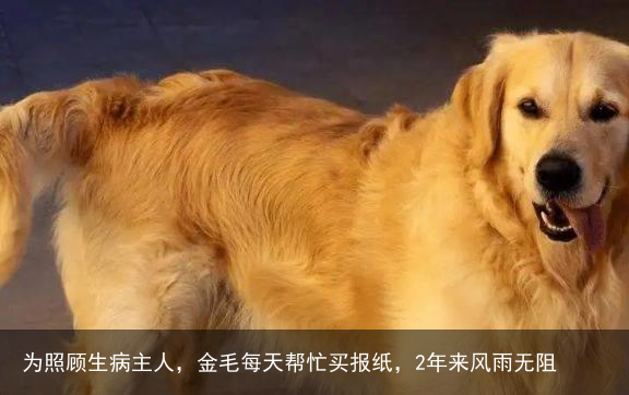 为照顾生病主人，金毛每天帮忙买报纸，2年来风雨无阻