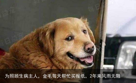 为照顾生病主人，金毛每天帮忙买报纸，2年来风雨无阻