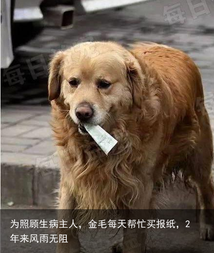 为照顾生病主人，金毛每天帮忙买报纸，2年来风雨无阻