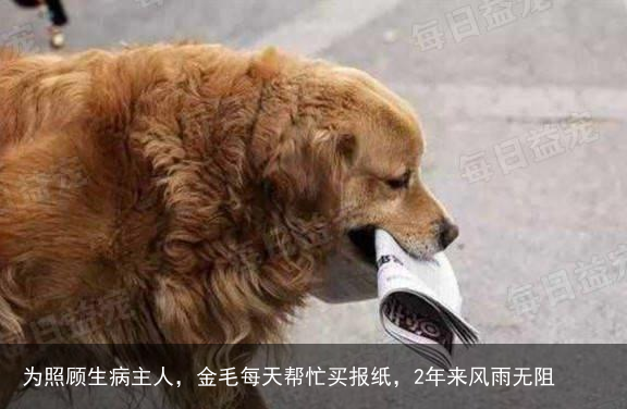 为照顾生病主人，金毛每天帮忙买报纸，2年来风雨无阻