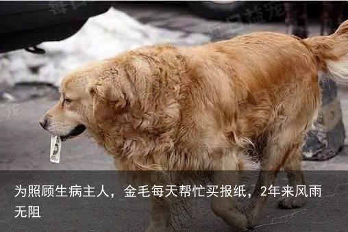 为照顾生病主人，金毛每天帮忙买报纸，2年来风雨无阻